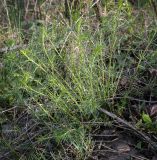 Galium verum