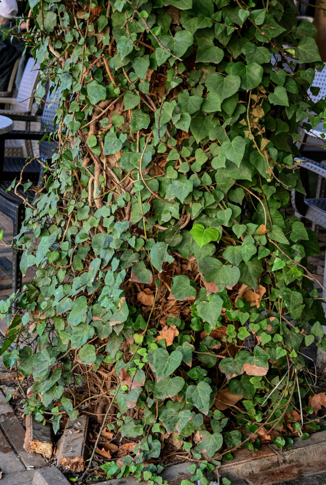 Изображение особи род Hedera.