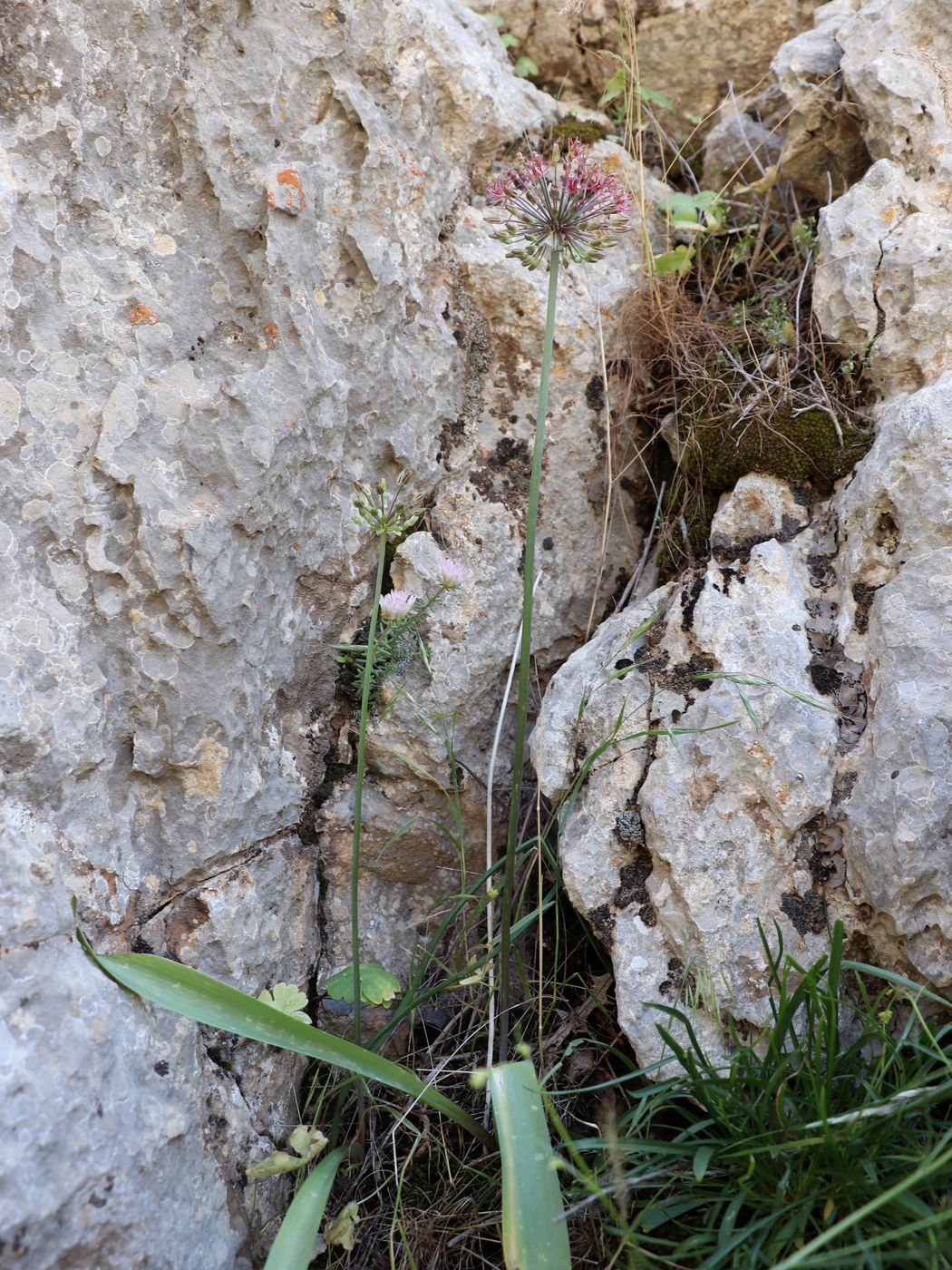 Image of Allium taeniopetalum specimen.