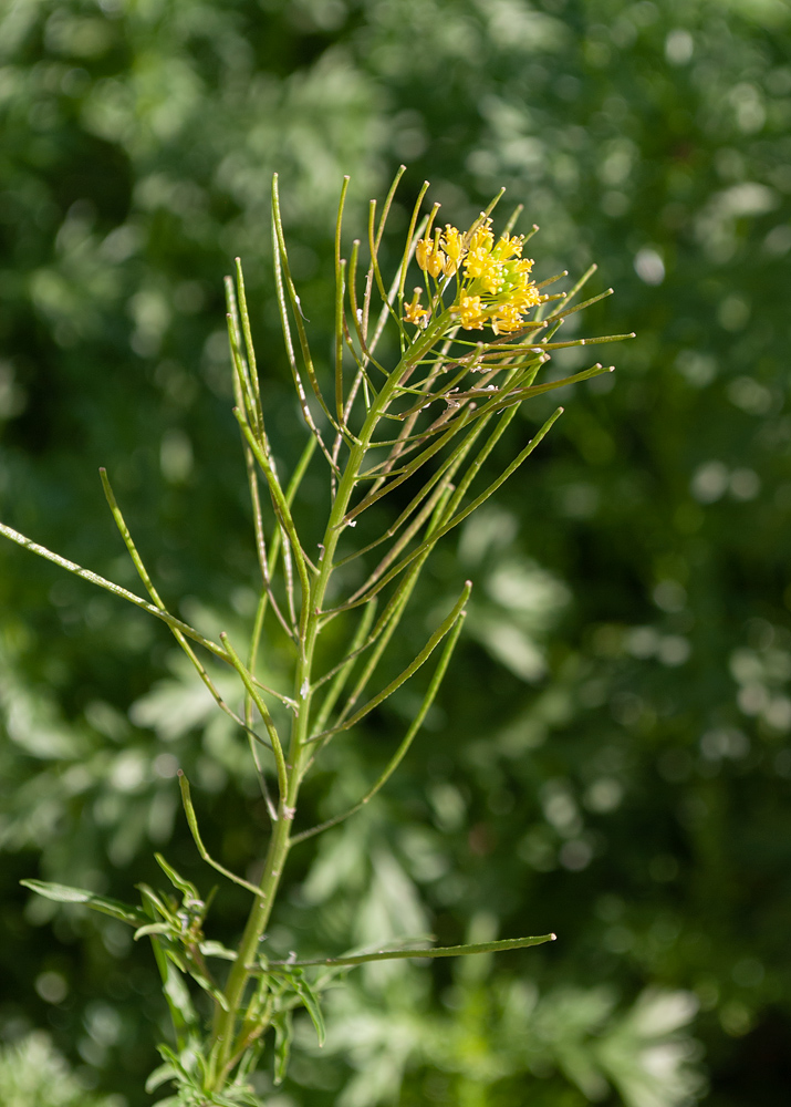 Изображение особи род Sisymbrium.