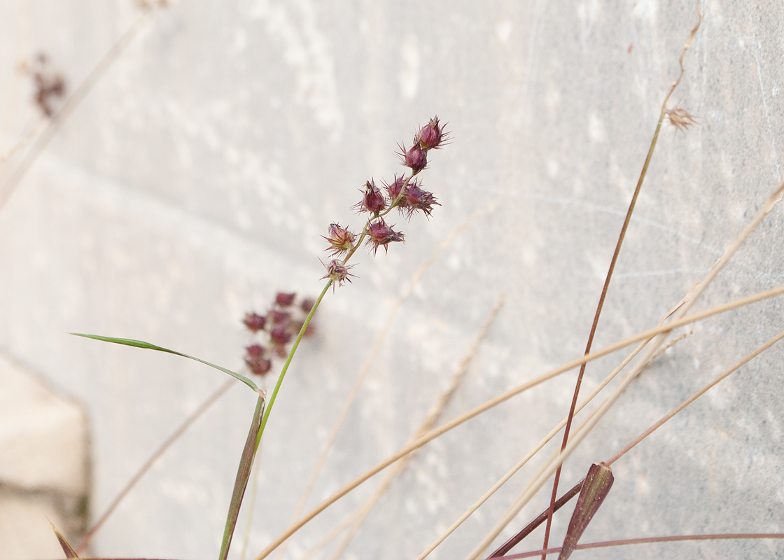 Изображение особи Cenchrus echinatus.