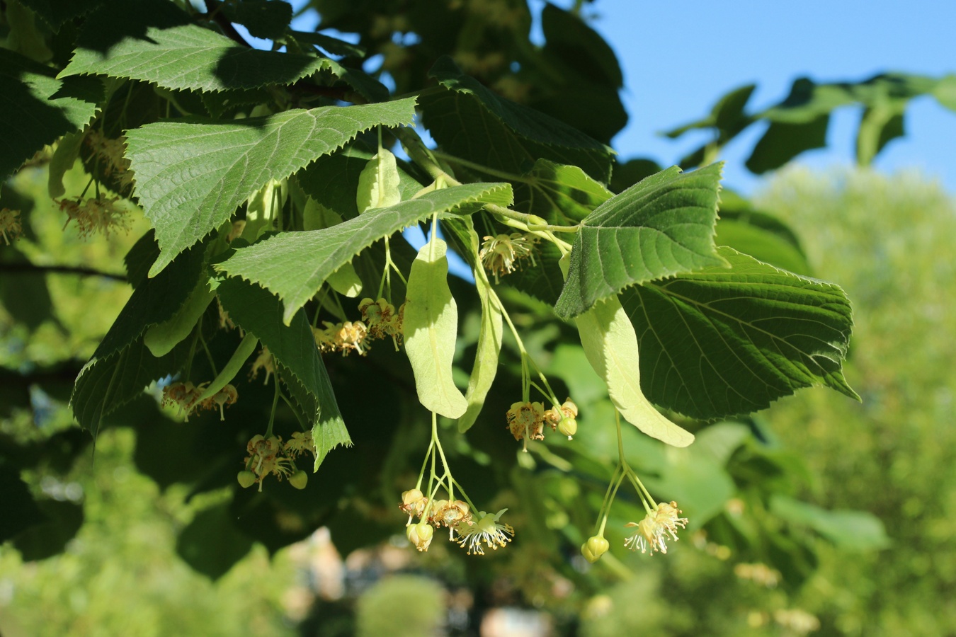 Image of genus Tilia specimen.