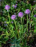 Allium schoenoprasum. Верхушка цветущего растения. Красноярский край, Таймырский Долгано-Ненецкий р-н, плато Путорана, долина р. Кутарамакан, опушка смешанного леса. 25.07.2023.