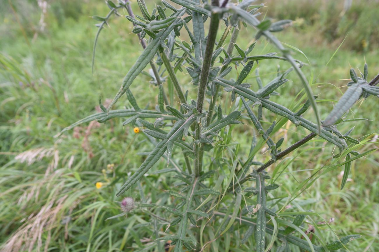 Изображение особи Cirsium polonicum.