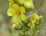 Verbascum densiflorum. Цветок и боковой побег с развивающимся соцветием. Краснодарский край, м/о Анапа, окр. пос. Куматырь, долина р. Куматырь близ плотины нижнего пруда. 18.06.2021.