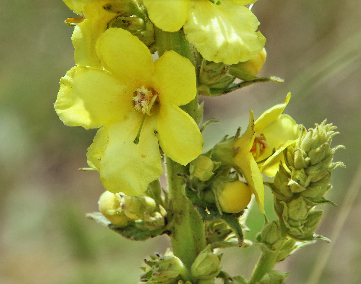 Изображение особи Verbascum densiflorum.