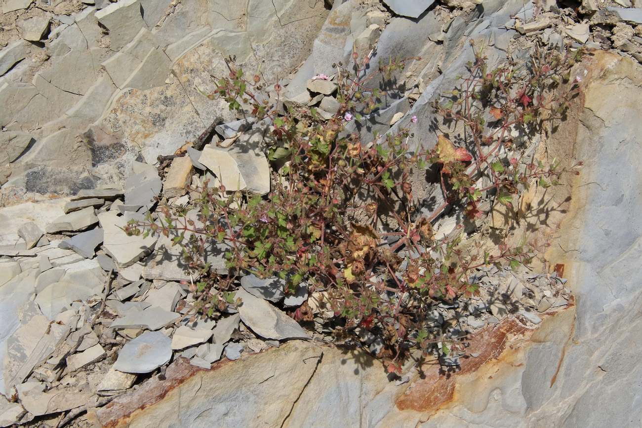 Изображение особи Geranium rotundifolium.