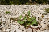 Xanthium orientale