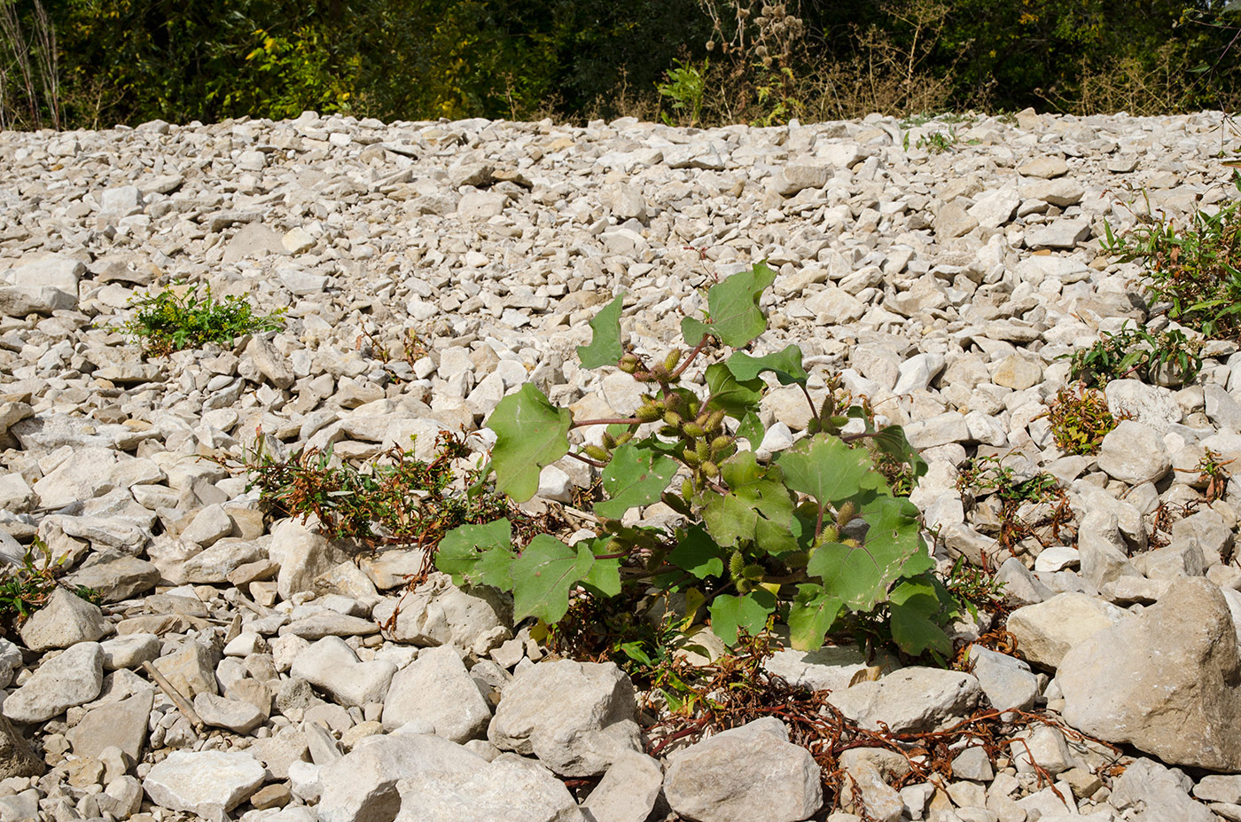 Image of Xanthium orientale specimen.