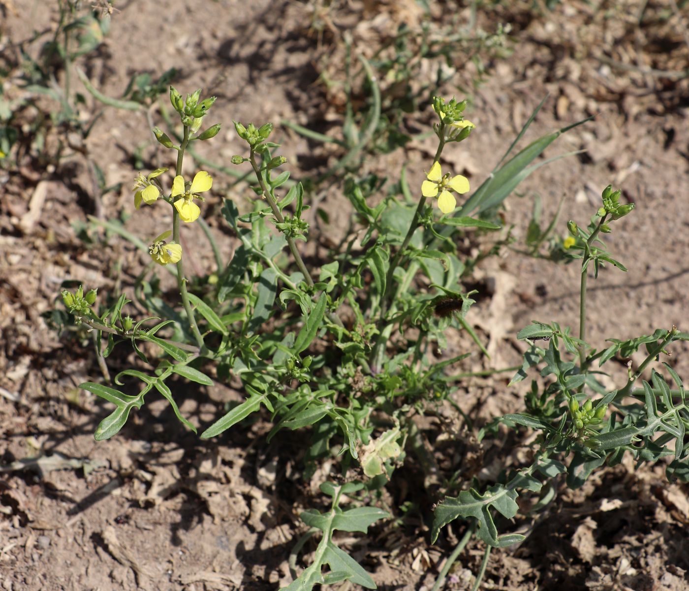 Image of Sisymbrium septulatum specimen.