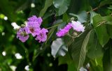 Lagerstroemia speciosa. Соцветия и листья. Китай, провинция Гуандун, г. Гуанчжоу, в культуре. 27.05.2024.