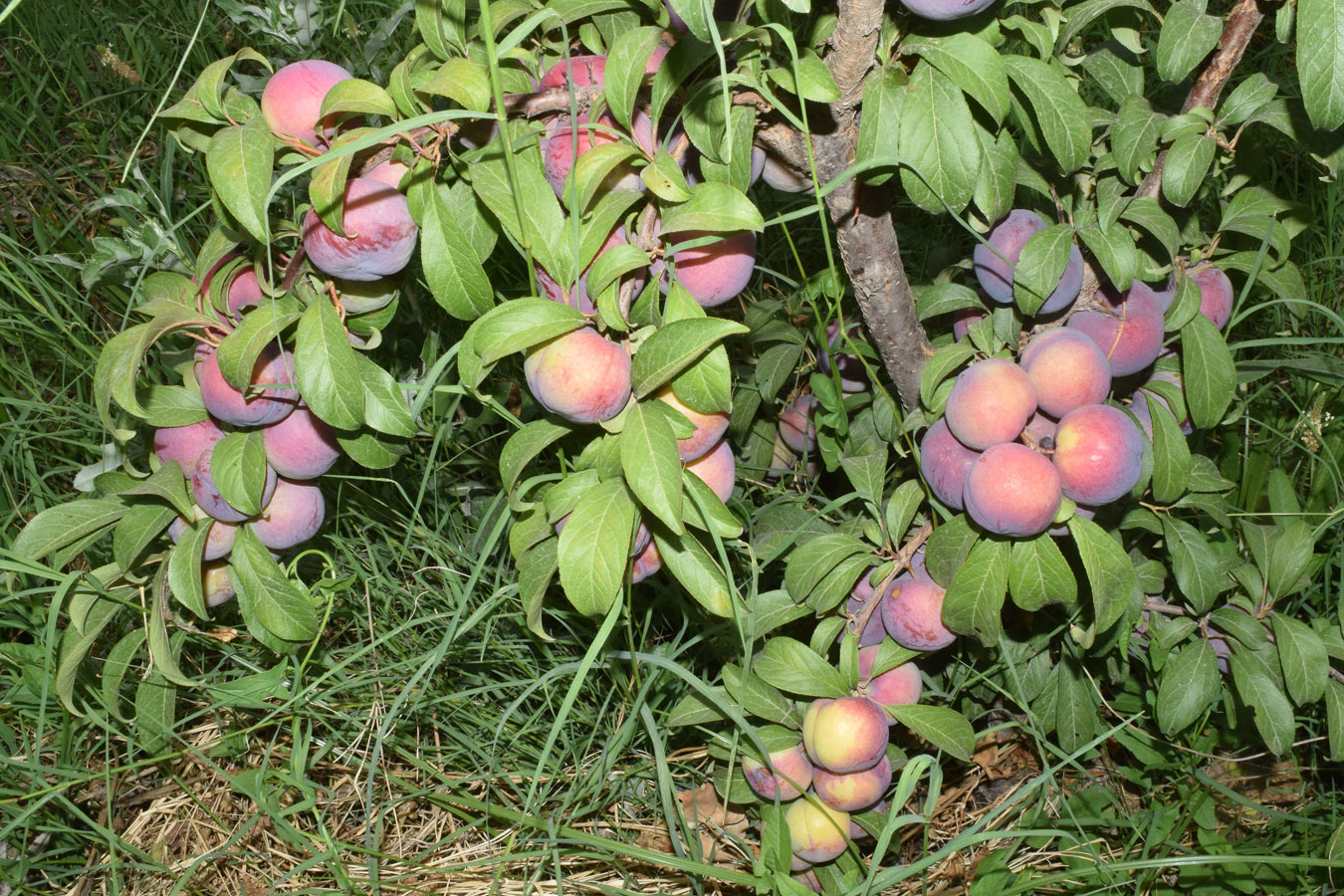 Image of Prunus domestica specimen.