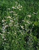 Erigeron annuus. Верхушки цветущих растений. Московская обл., Одинцовский гор. округ, окр. дер. Аниково, луг. 18.08.2024.