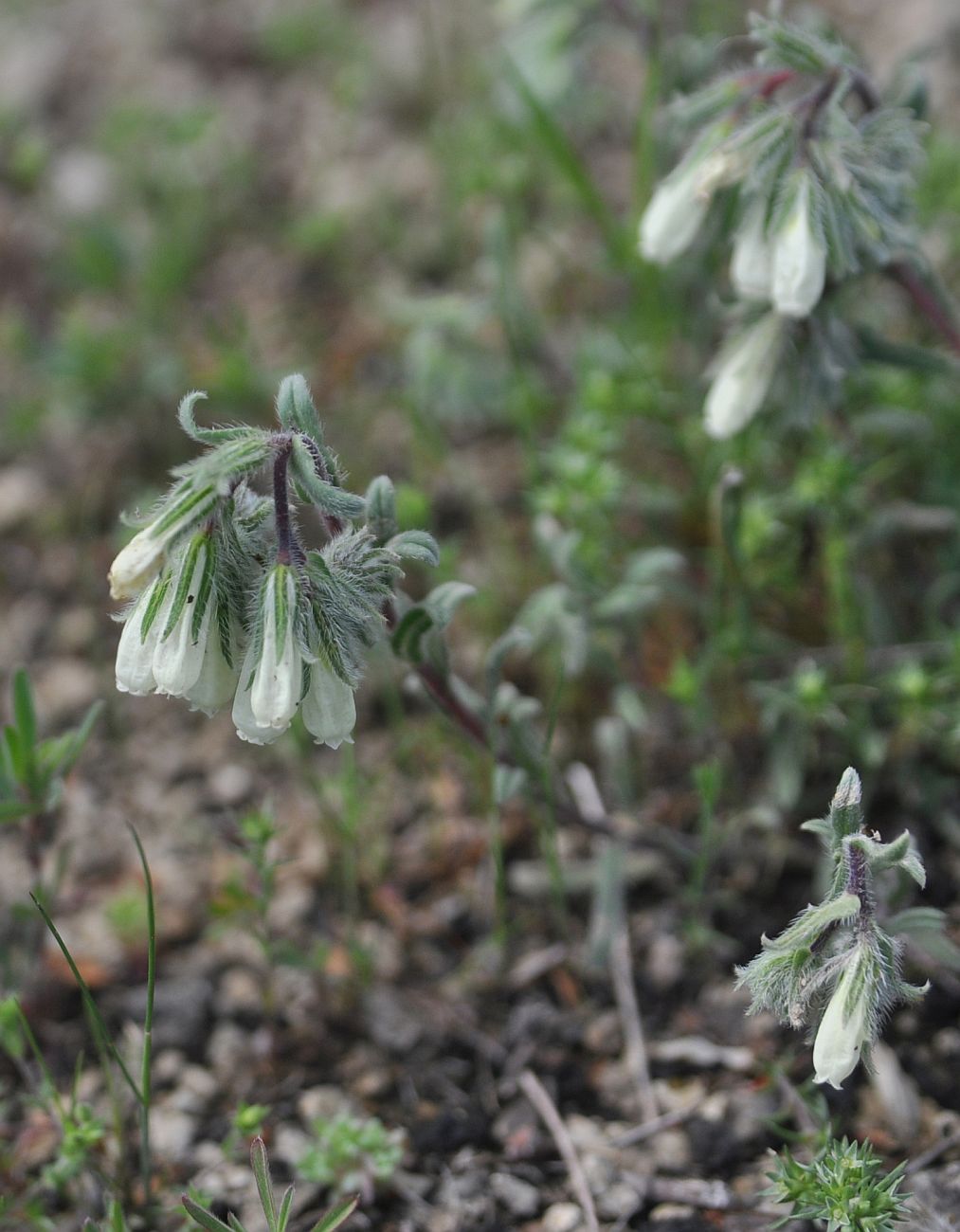 Изображение особи Onosma tenuiflora.