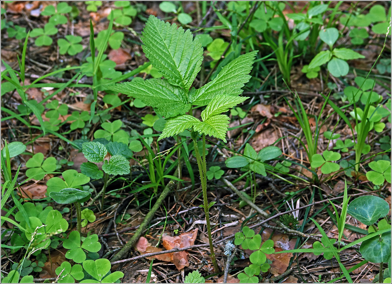 Image of Rubus saxatilis specimen.