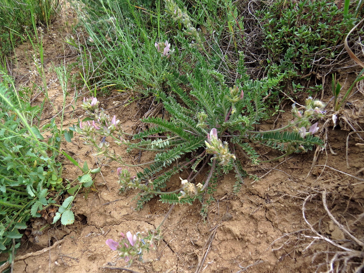 Изображение особи Oxytropis ornata.