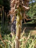 Kniphofia uvaria. Нижняя часть отцветающего соцветия с завязавшимися плодами. Крым, Южный Берег, городской округ Ялта, Массандровский парк. 29.05.2024.