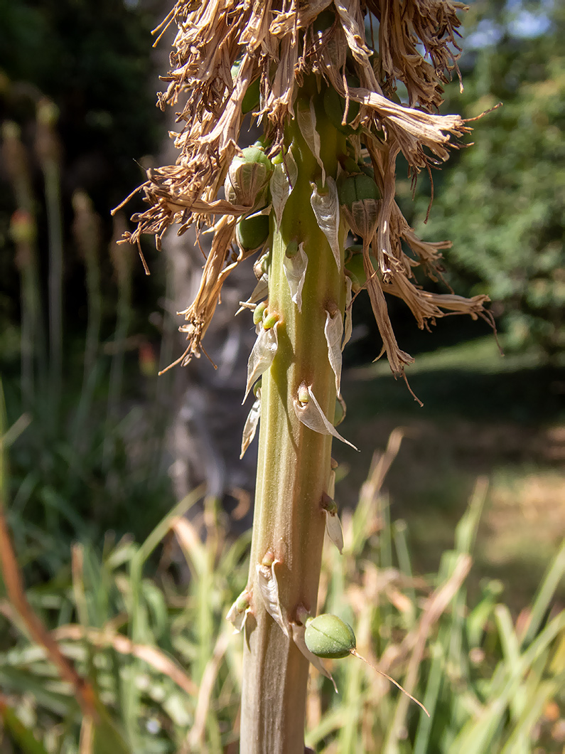 Image of Kniphofia uvaria specimen.