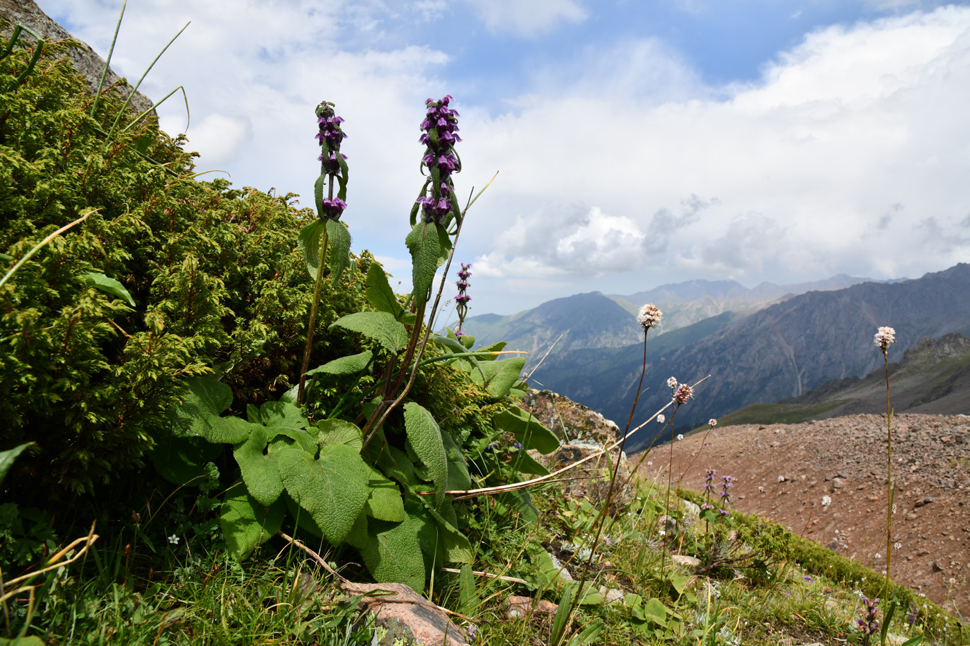 Изображение особи Phlomoides oreophila.