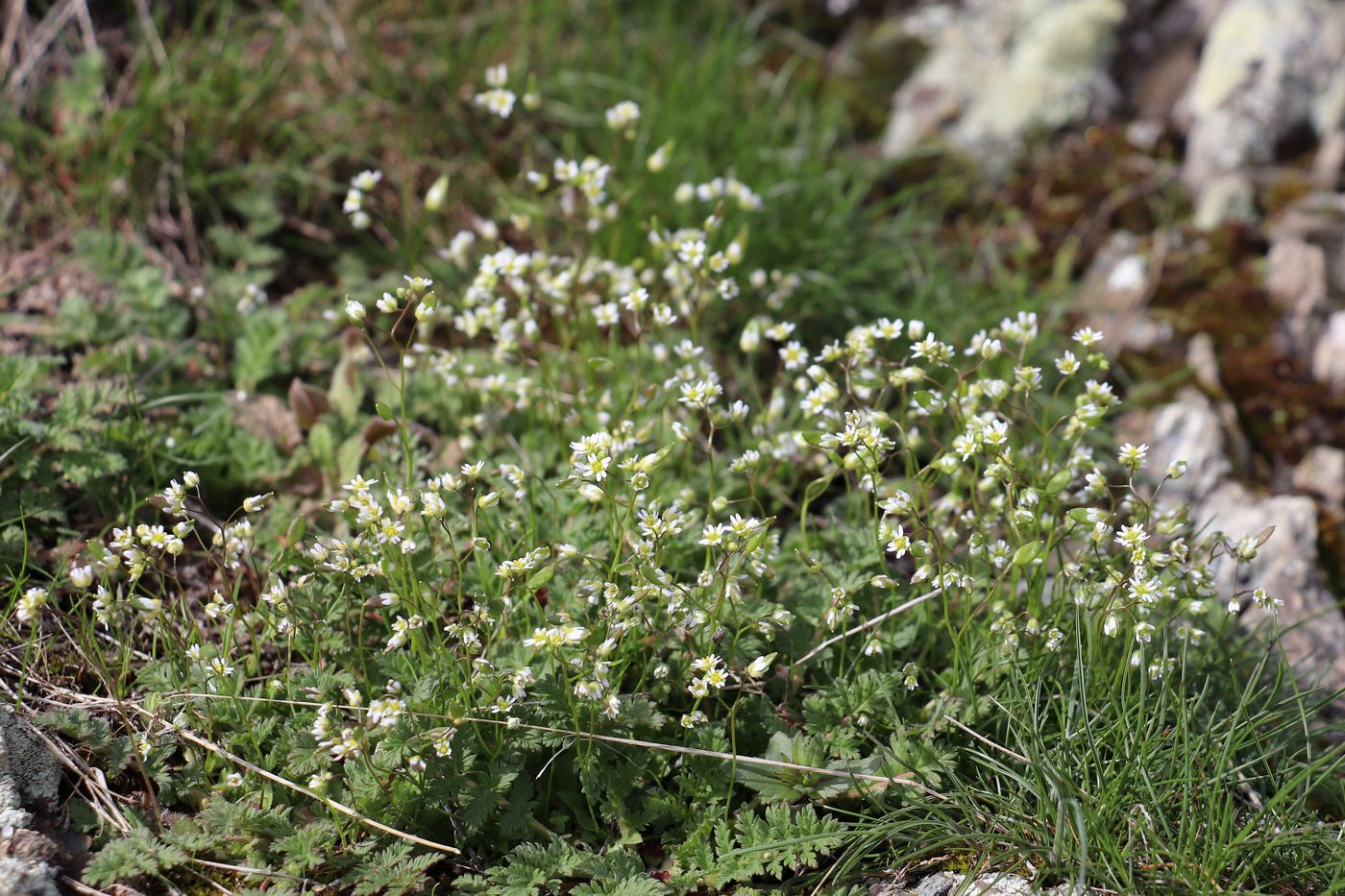 Image of Erophila verna specimen.