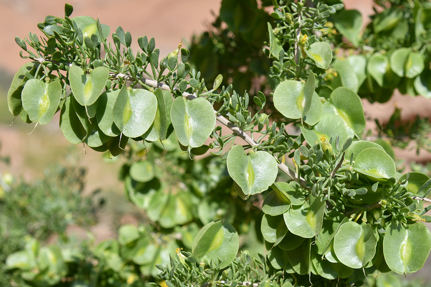 Image of Zygophyllum ferganense specimen.