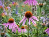 Echinacea purpurea. Соцветие. Пермский край, г. Пермь, Кировский р-н, клумба. 03.08.2024.