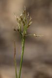 Luzula forsteri