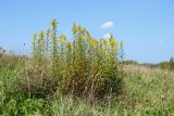 View full-size image Solidago canadensis