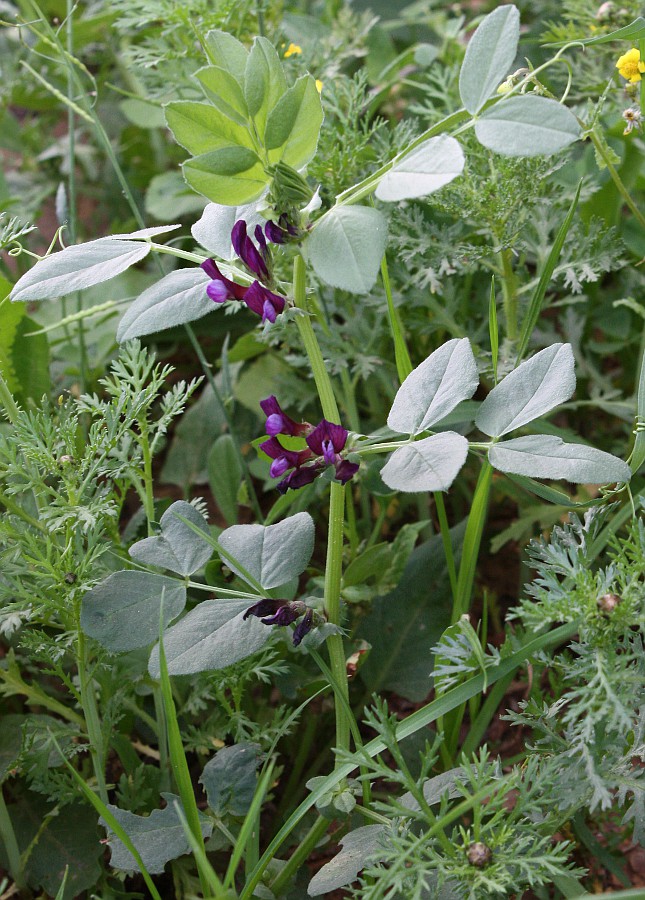 Image of Vicia narbonensis specimen.