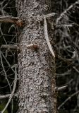 View full-size image Picea meyeri