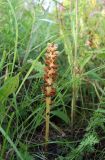 Смотреть изображение Orobanche bartlingii
