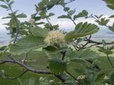View full-size image Sorbus caucasica