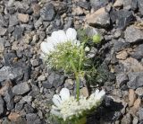 View full-size image Artedia squamata