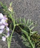 View full-size image Vicia nissoliana