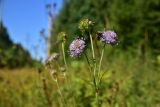 View full-size image Succisa pratensis