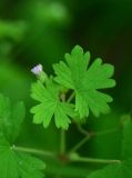 View full-size image Geranium rotundifolium