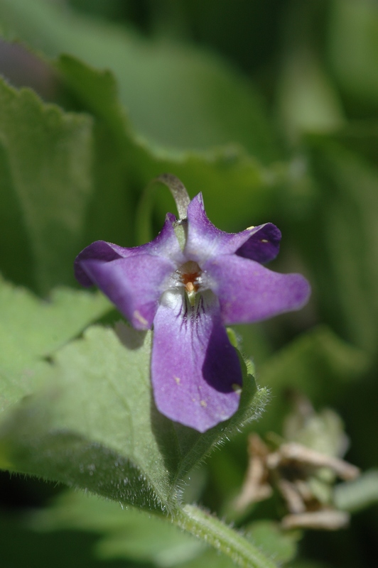 Image of Viola collina specimen.