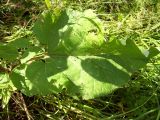 View full-size image Arctium nemorosum