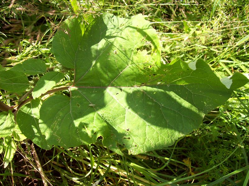 Изображение особи Arctium nemorosum.