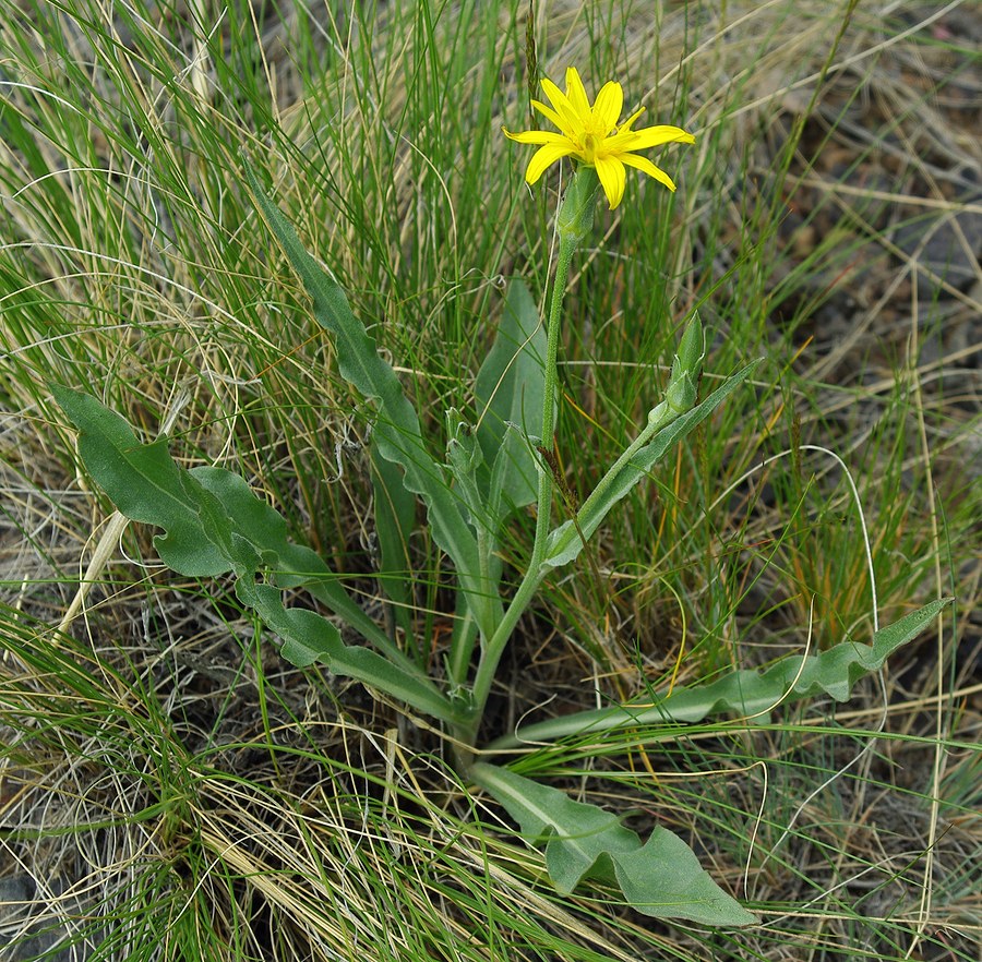 Image of genus Scorzonera specimen.