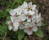 Pyrus elaeagrifolia. Соцветие. Крым, в горах между Приветным и Белогорском. 12 мая 2011 г.