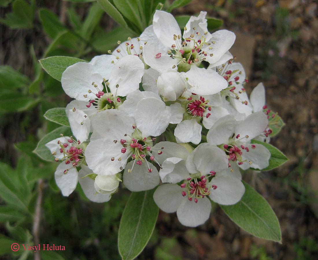 Image of Pyrus elaeagrifolia specimen.