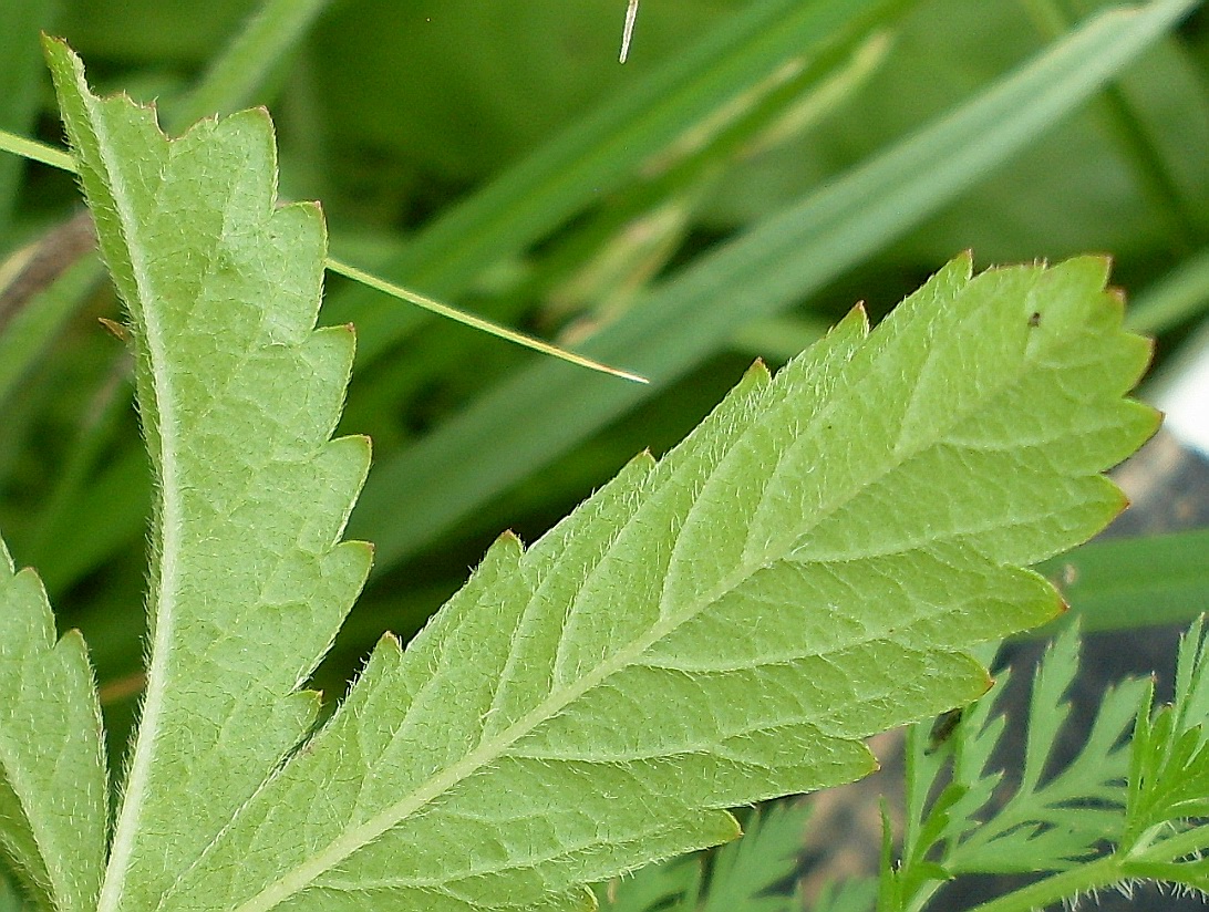 Image of Potentilla reptans specimen.