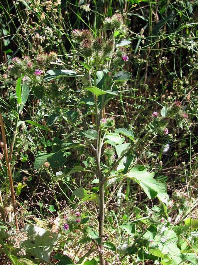 Image of Arctium minus specimen.