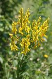 Смотреть изображение Genista patula