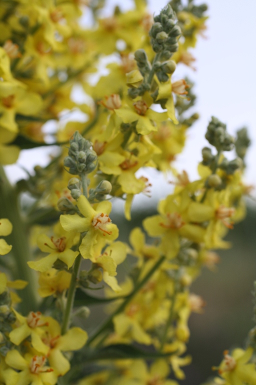 Image of Verbascum lychnitis specimen.