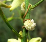 Cuscuta planiflora. Часть побега с соцветием (на Delphinium semibarbatum). Копетдаг, Чули. Май 2011 г.