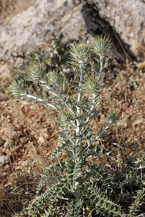 Image of Olgaea pectinata specimen.