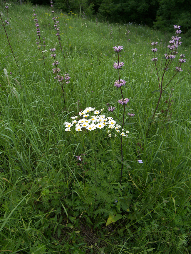 Image of Pyrethrum corymbosum specimen.