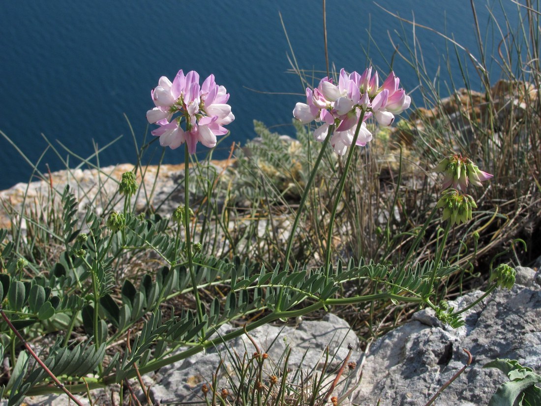 Image of Securigera varia specimen.